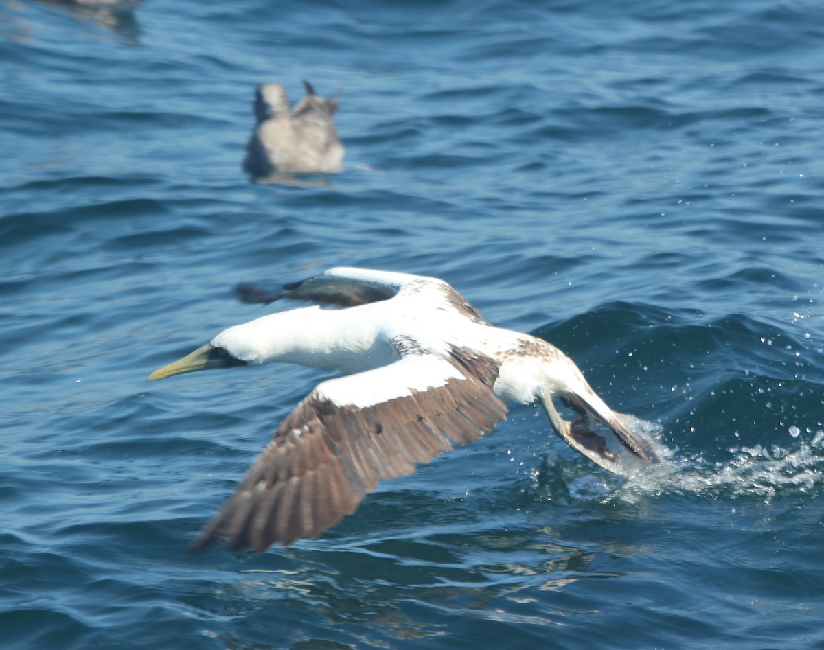 Masked Booby - ML119101601