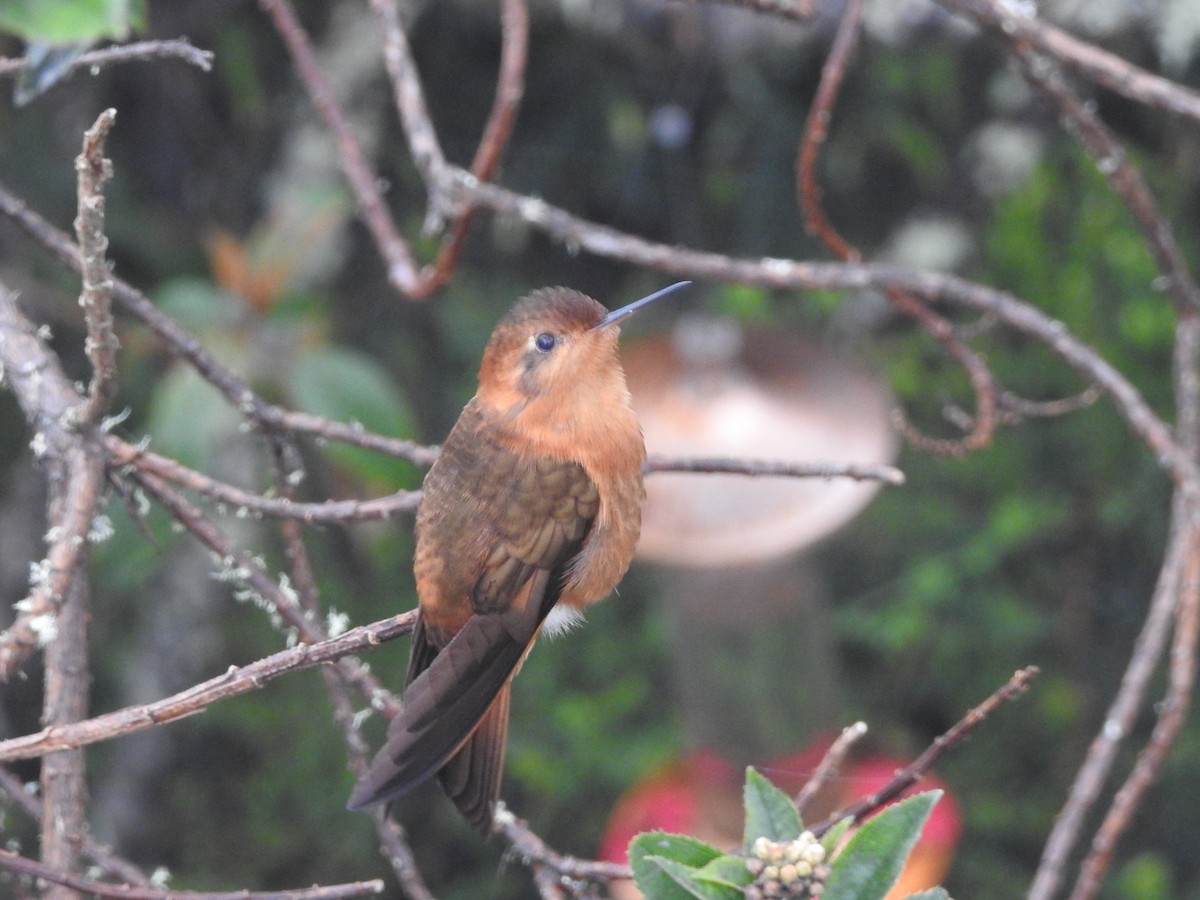 kolibřík duhovohřbetý - ML119103101
