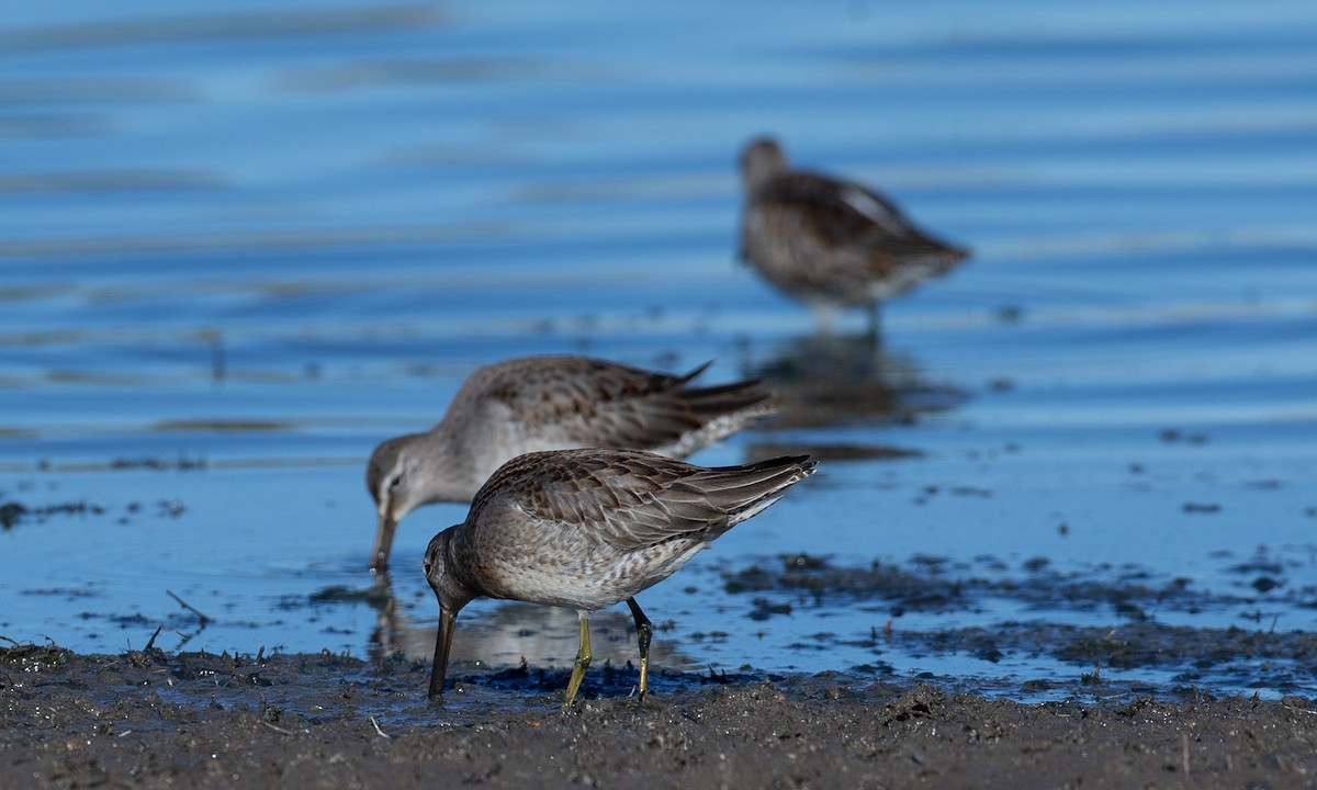 Long-billed Dowitcher - Chris Wood