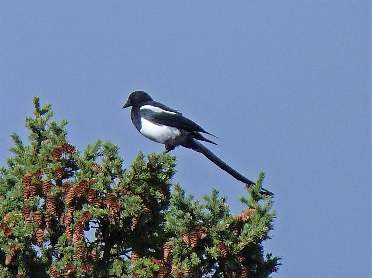 Black-billed Magpie - Keith Wickens