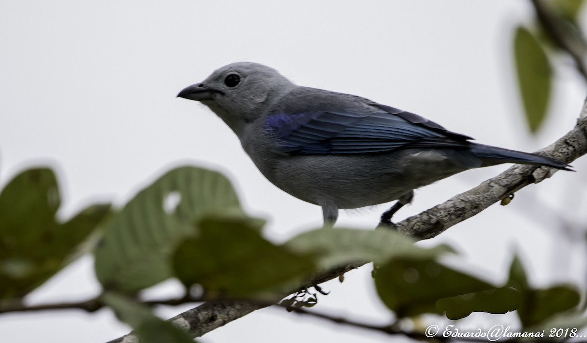 Blue-gray Tanager - ML119106021