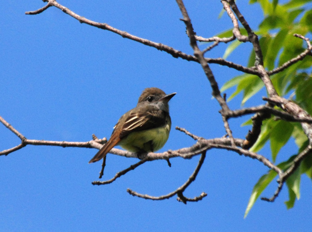 Great Crested Flycatcher - ML119110271