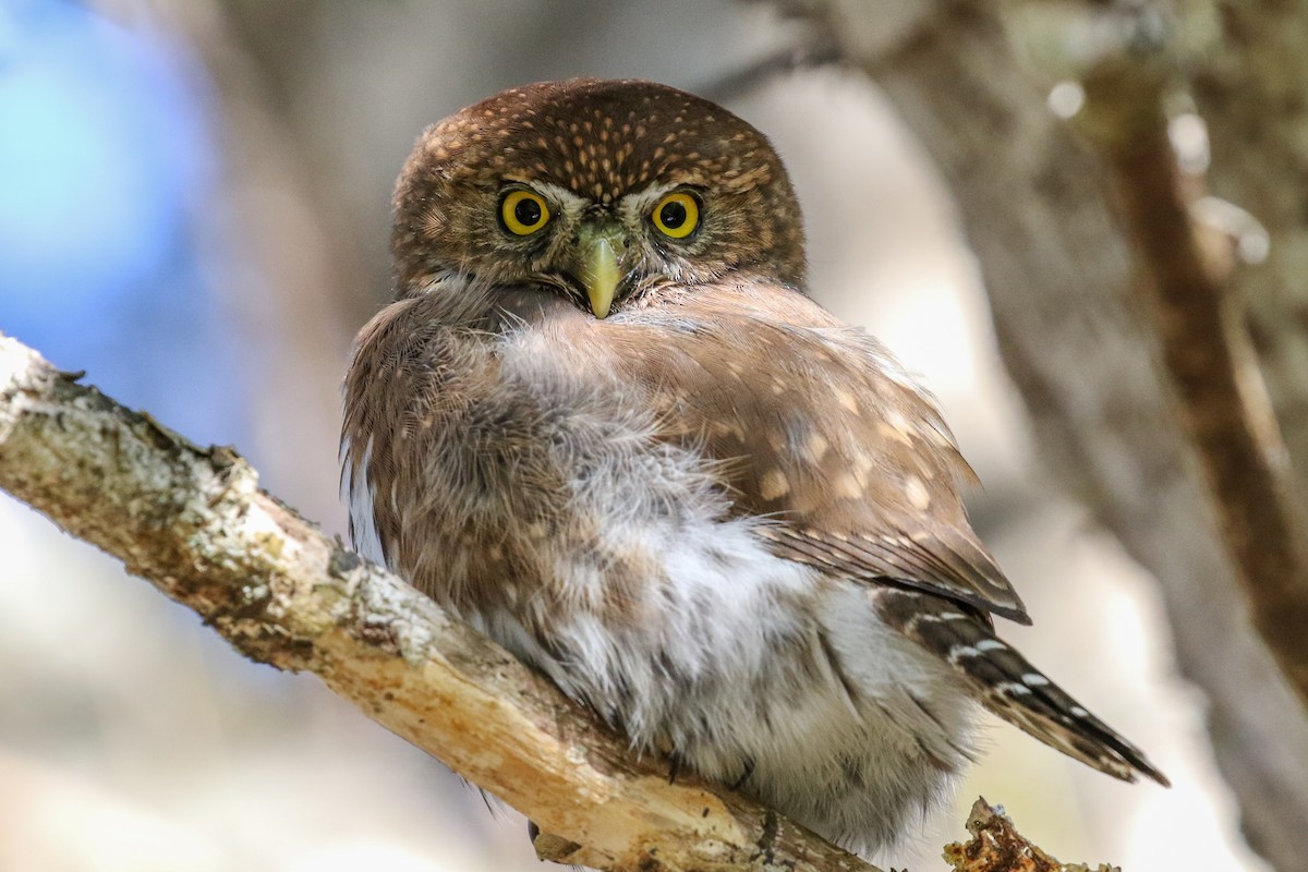 Northern Pygmy-Owl - ML119110451