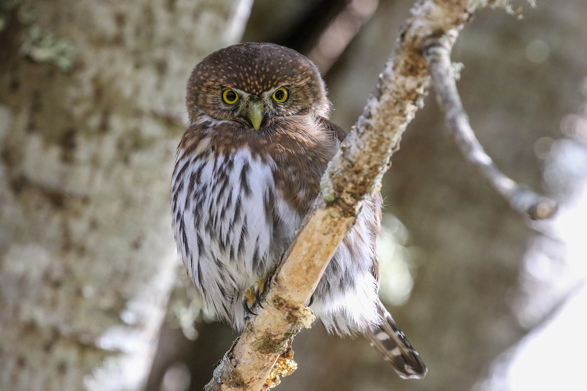 Northern Pygmy-Owl - ML119110501