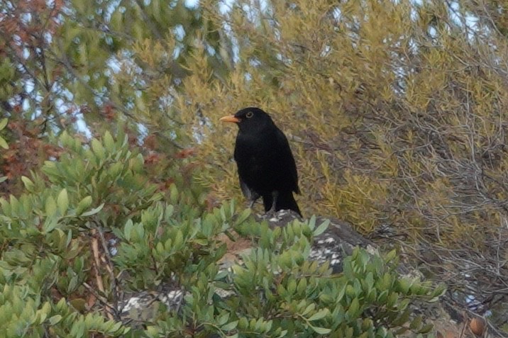 Eurasian Blackbird - George Clulow