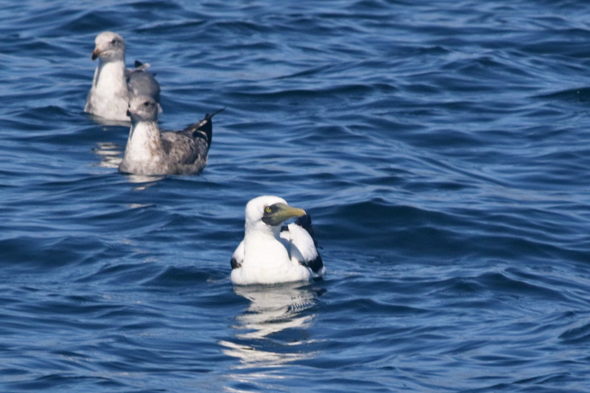 Masked Booby - ML119115841