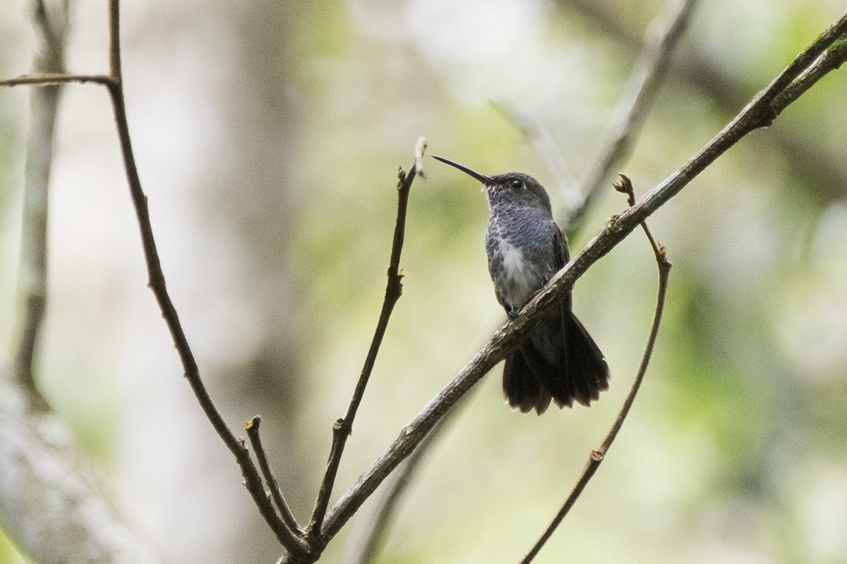 kolibřík safírový - ML119116471