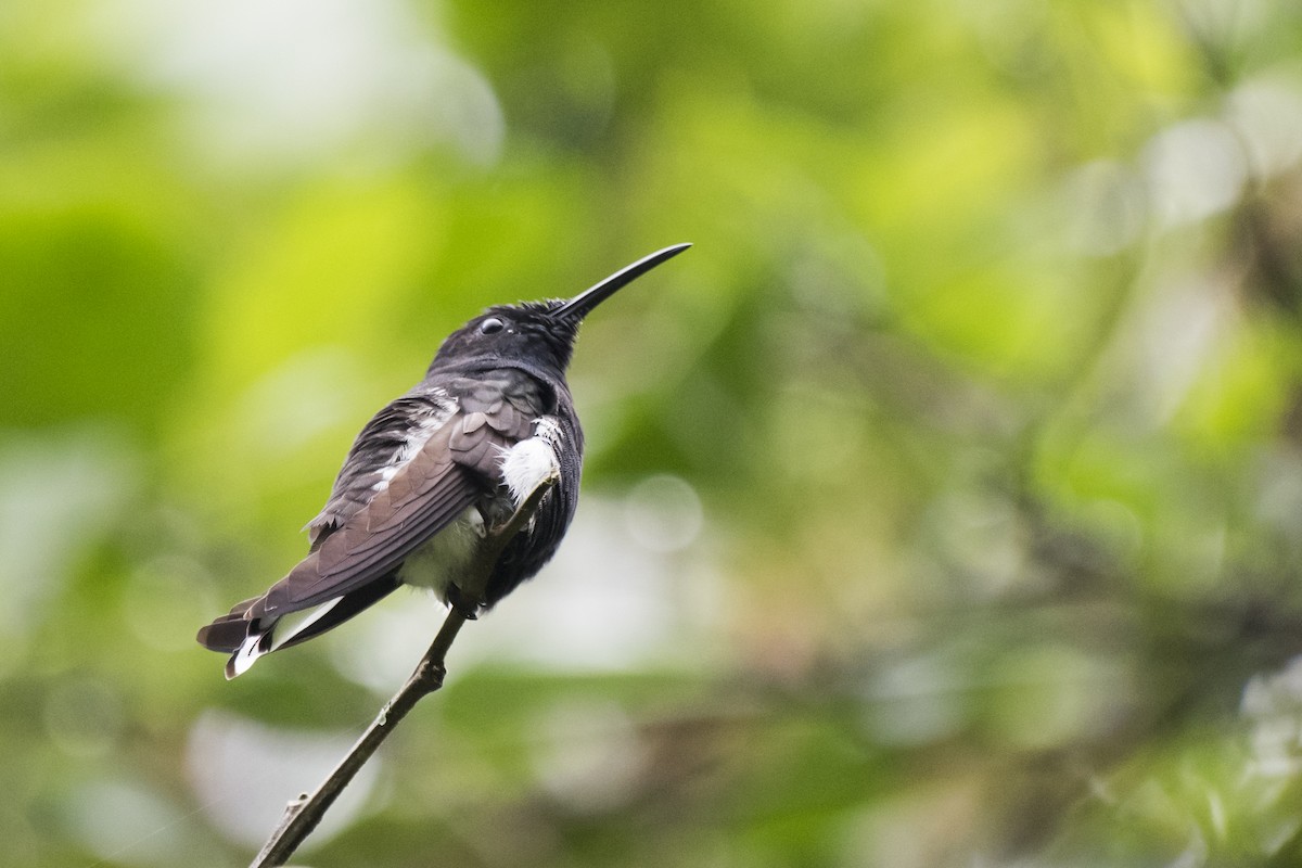 kolibřík černobílý - ML119116511