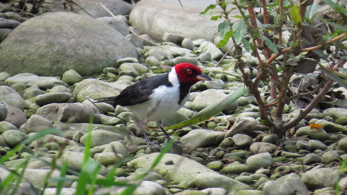 Red-capped Cardinal - ML119119891