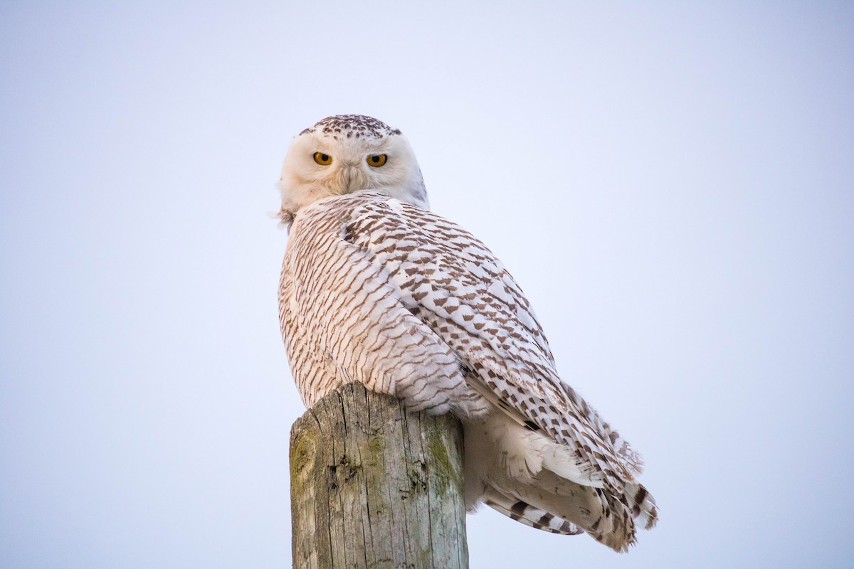 Snowy Owl - ML119120481