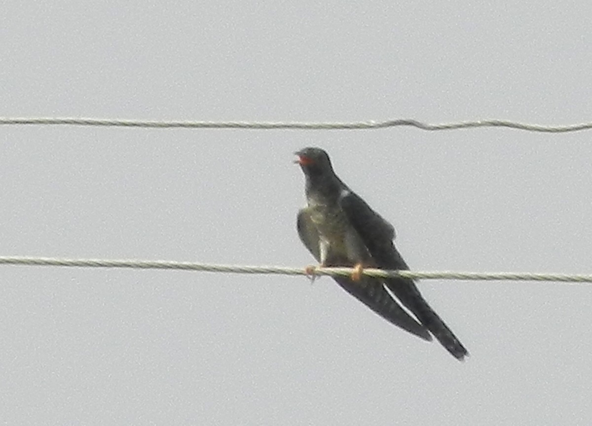 Common Cuckoo - CHANDRA BHUSHAN