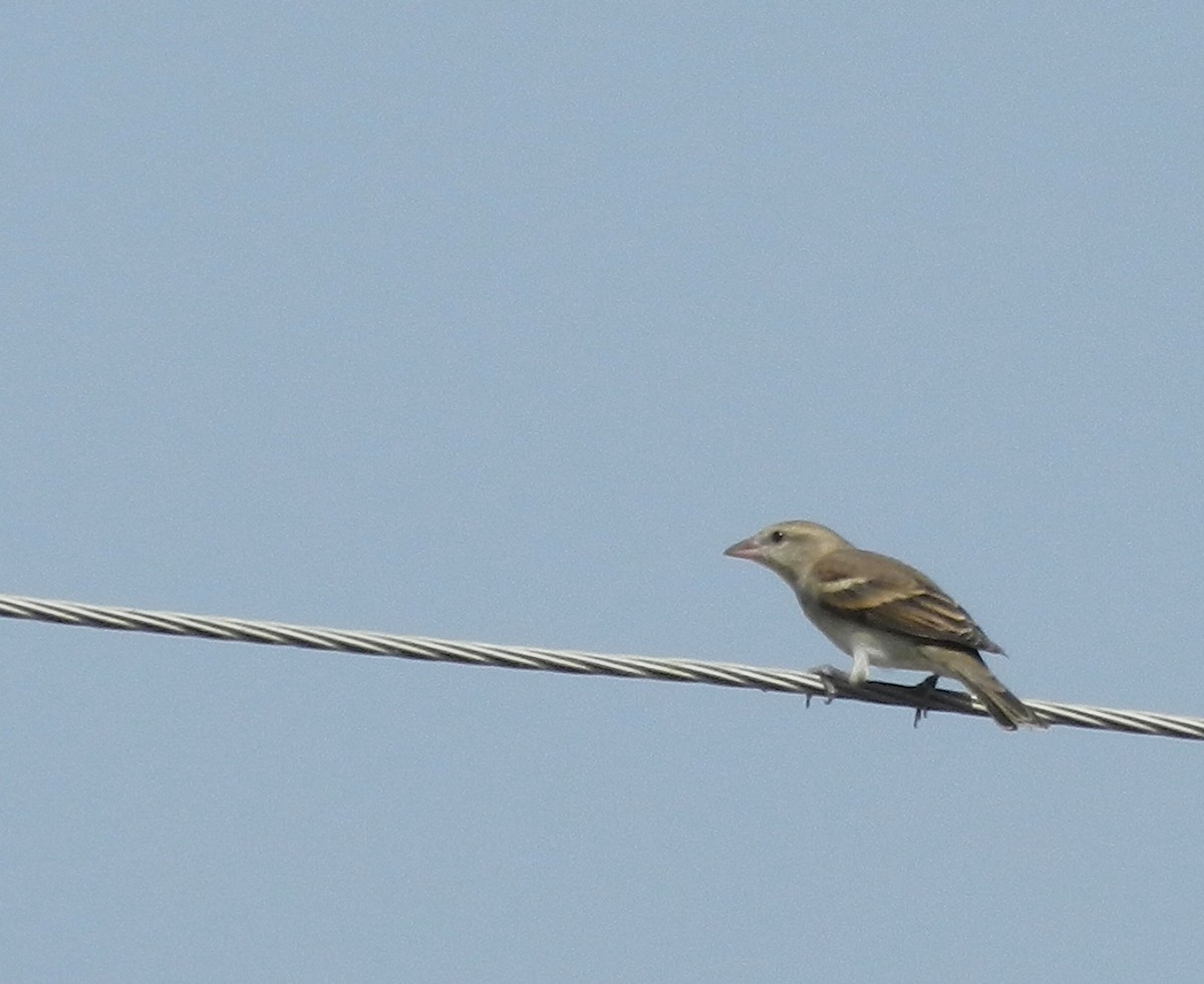 Yellow-throated Sparrow - CHANDRA BHUSHAN
