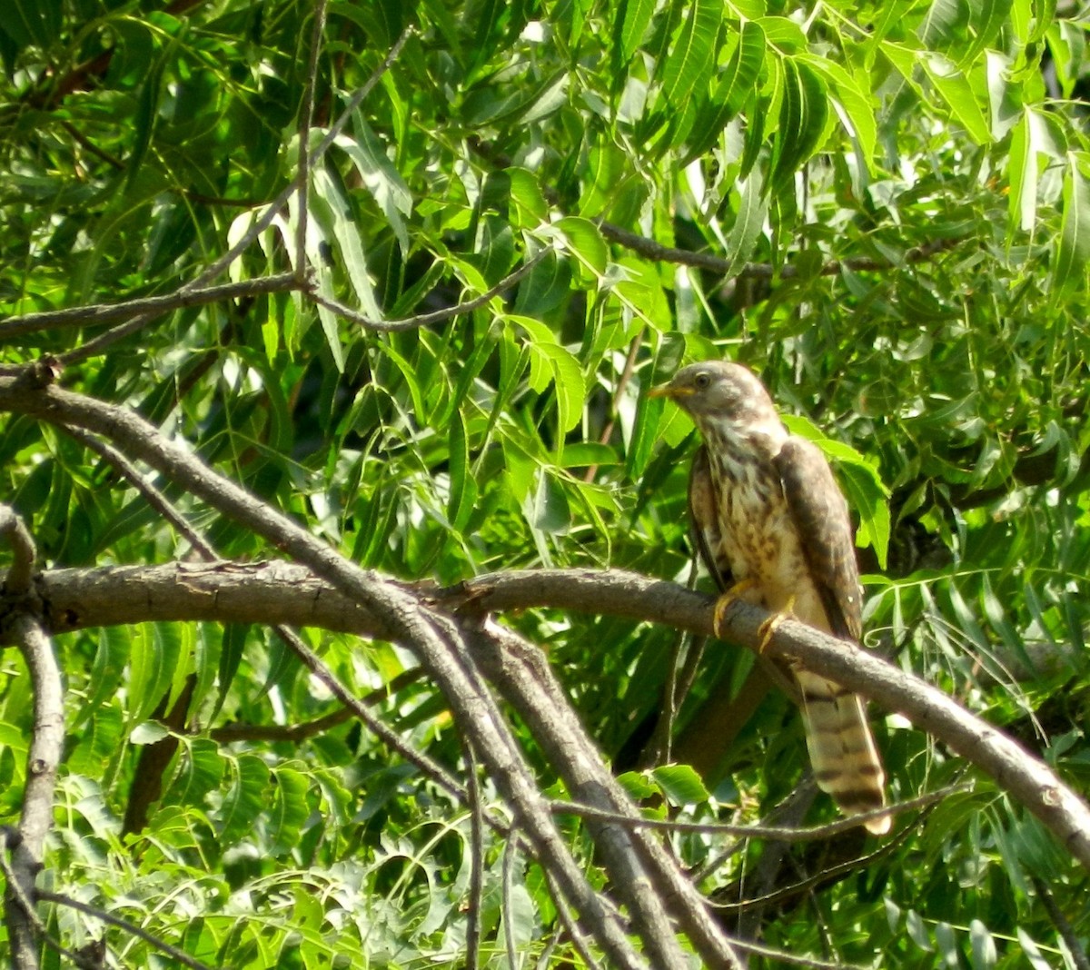 Common Hawk-Cuckoo - CHANDRA BHUSHAN