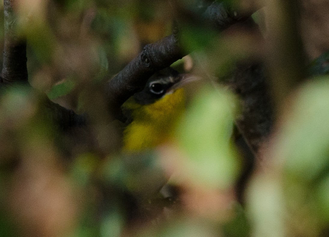 Yellow-breasted Chat - Alix d'Entremont