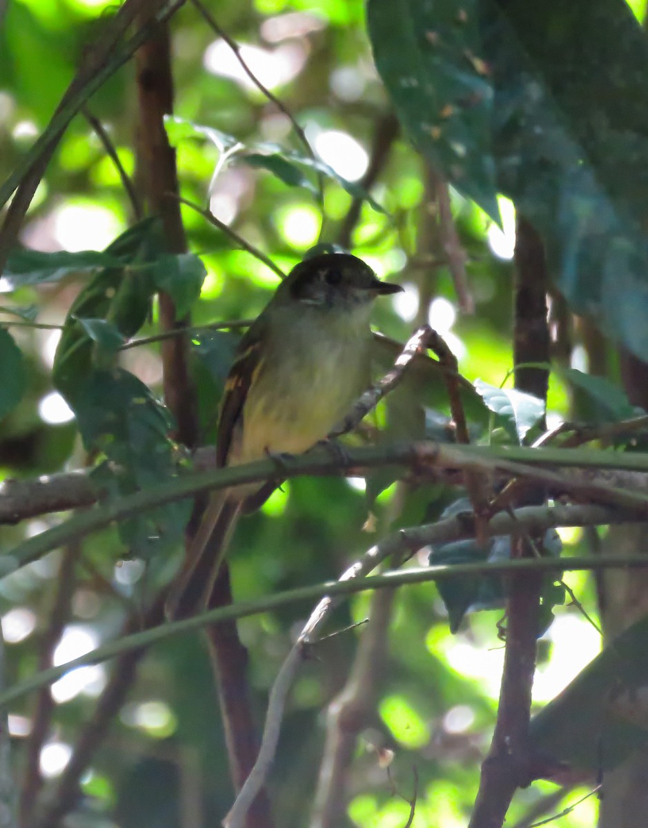 Sepia-capped Flycatcher - ML119127131