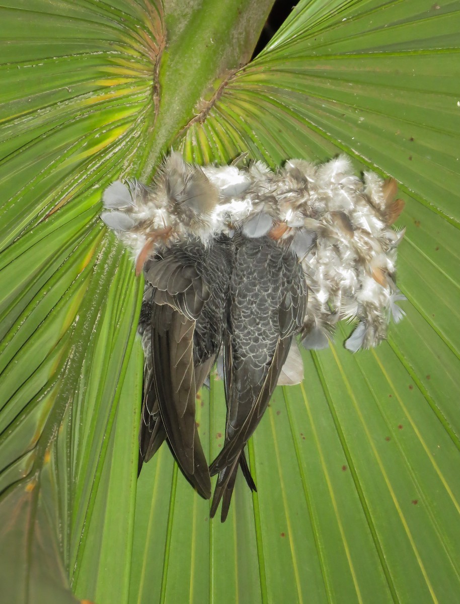 Fork-tailed Palm Swift - Arthur Gomes