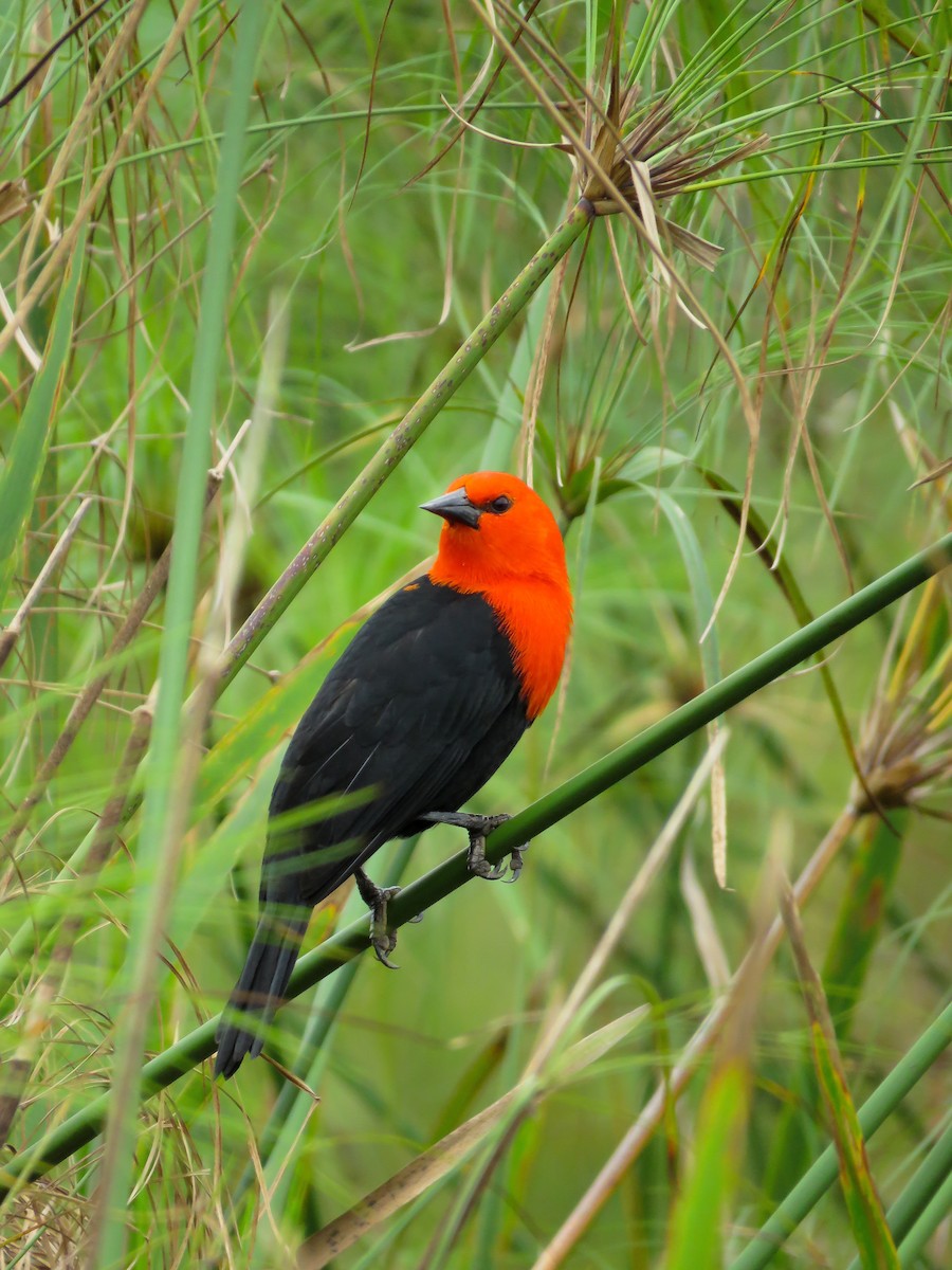 Scarlet-headed Blackbird - ML119127661