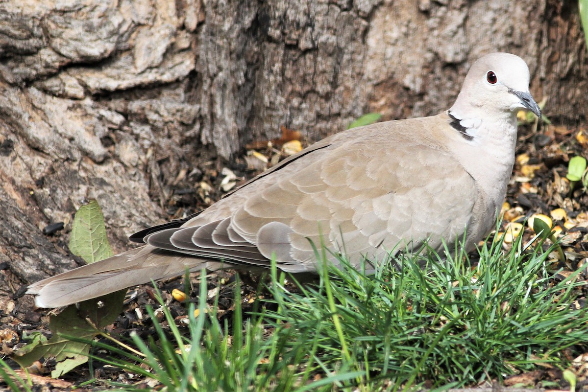 Eurasian Collared-Dove - ML119128201