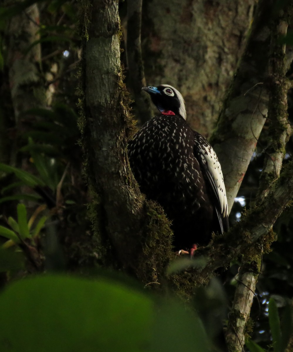 Black-fronted Piping-Guan - Arthur Gomes