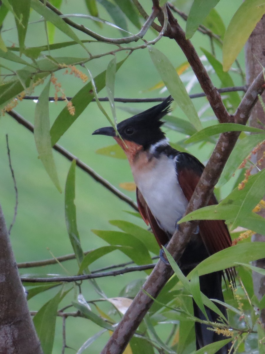 Chestnut-winged Cuckoo - George Inocencio