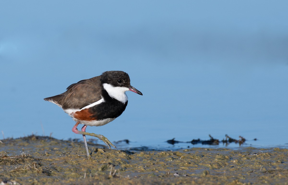 Red-kneed Dotterel - Barry Deacon