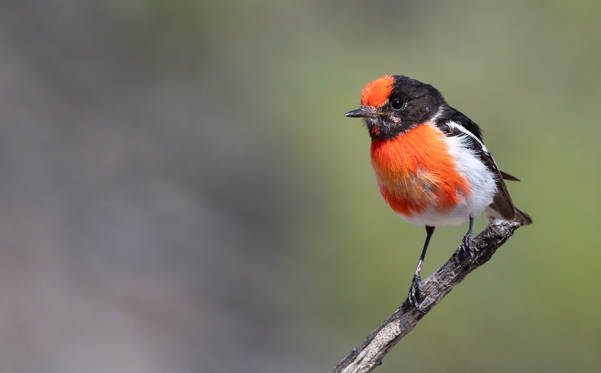 Red-capped Robin - Barry Deacon