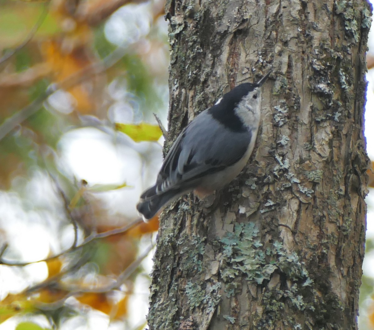 White-breasted Nuthatch - ML119131201