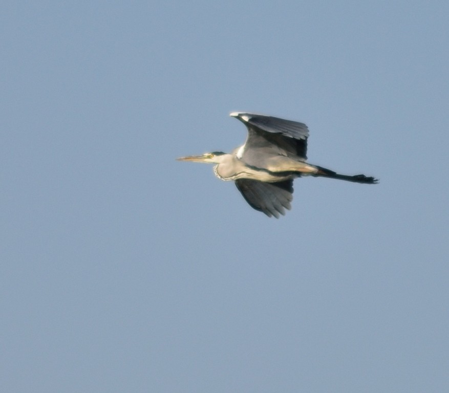 Gray Heron - Gordan Pomorišac