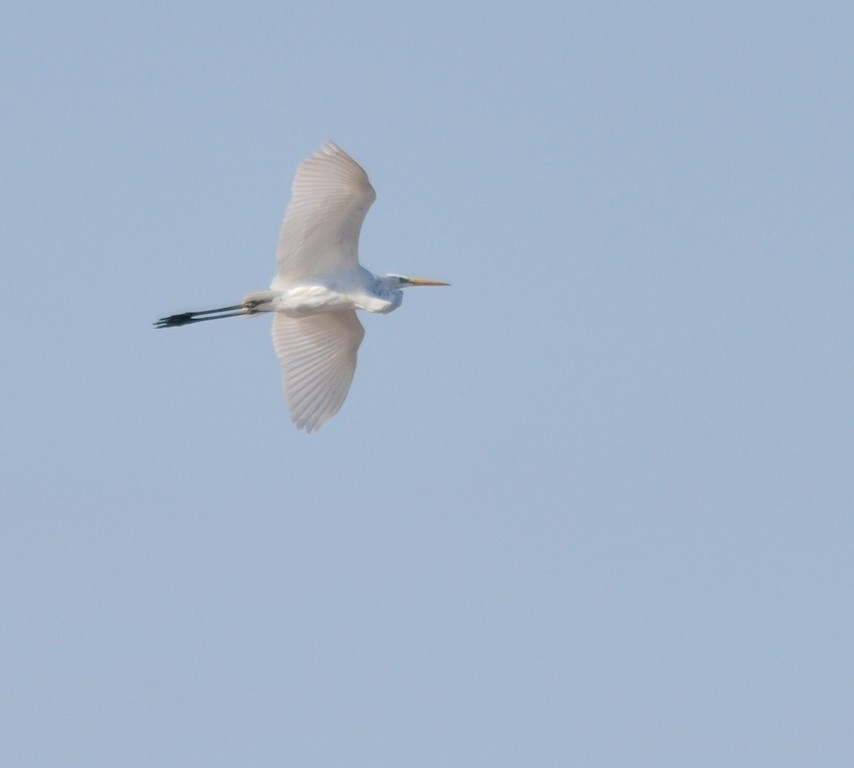 Great Egret - Gordan Pomorišac