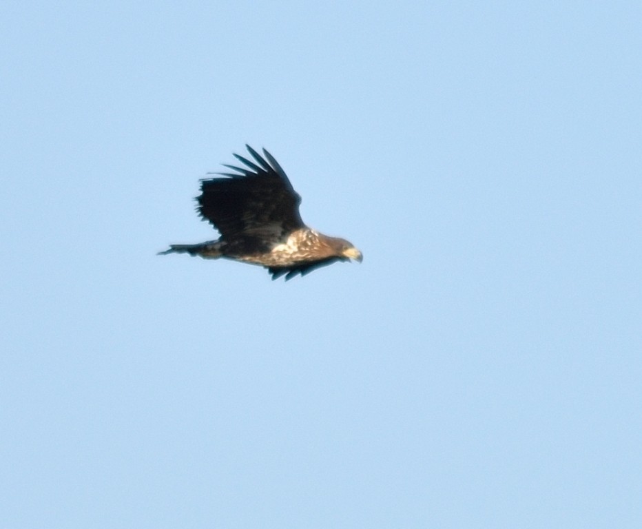 White-tailed Eagle - ML119134481
