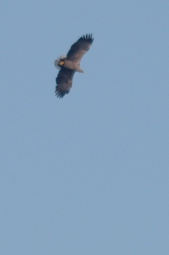 White-tailed Eagle - ML119134521