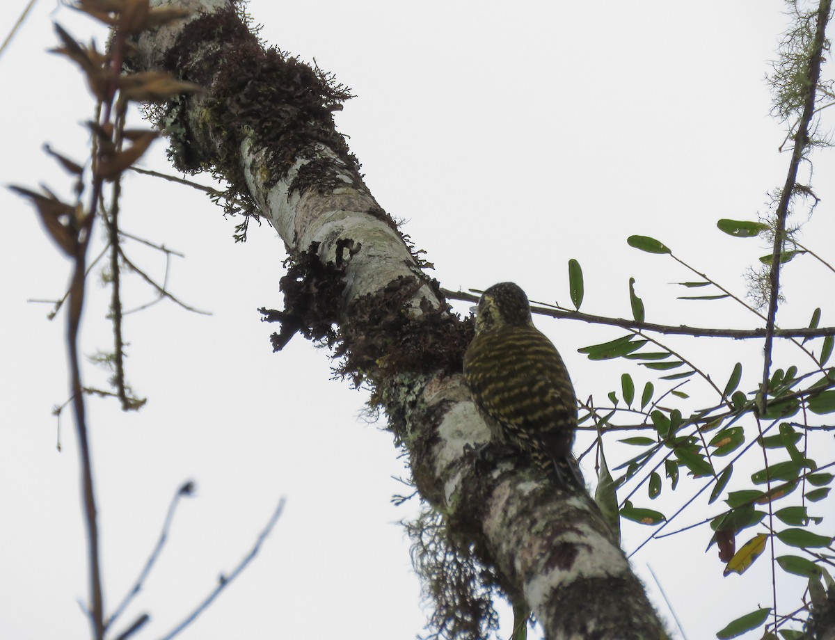 White-spotted Woodpecker - ML119134841