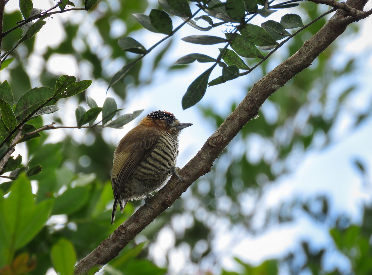 Ochre-collared Piculet - ML119135191