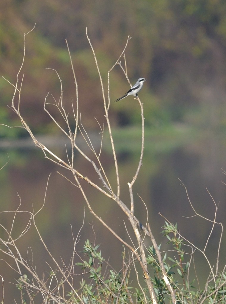 Great Gray Shrike - Gordan Pomorišac