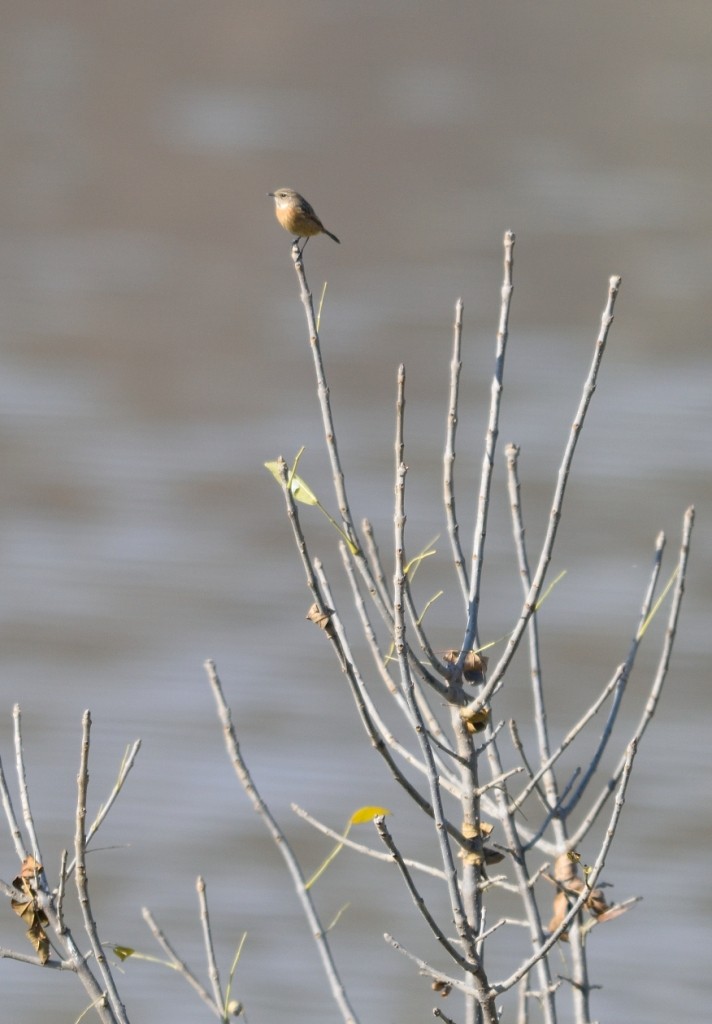 Whinchat - ML119135681