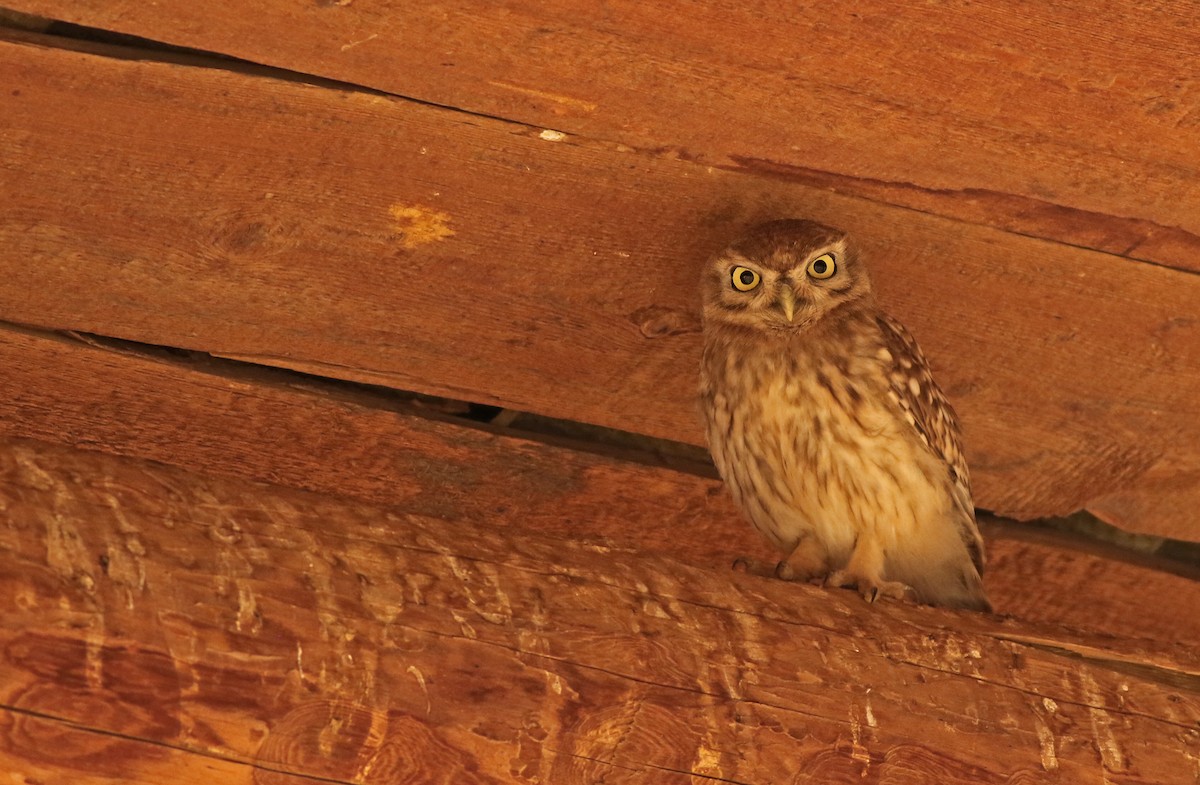 Little Owl - Jeremiah Trimble