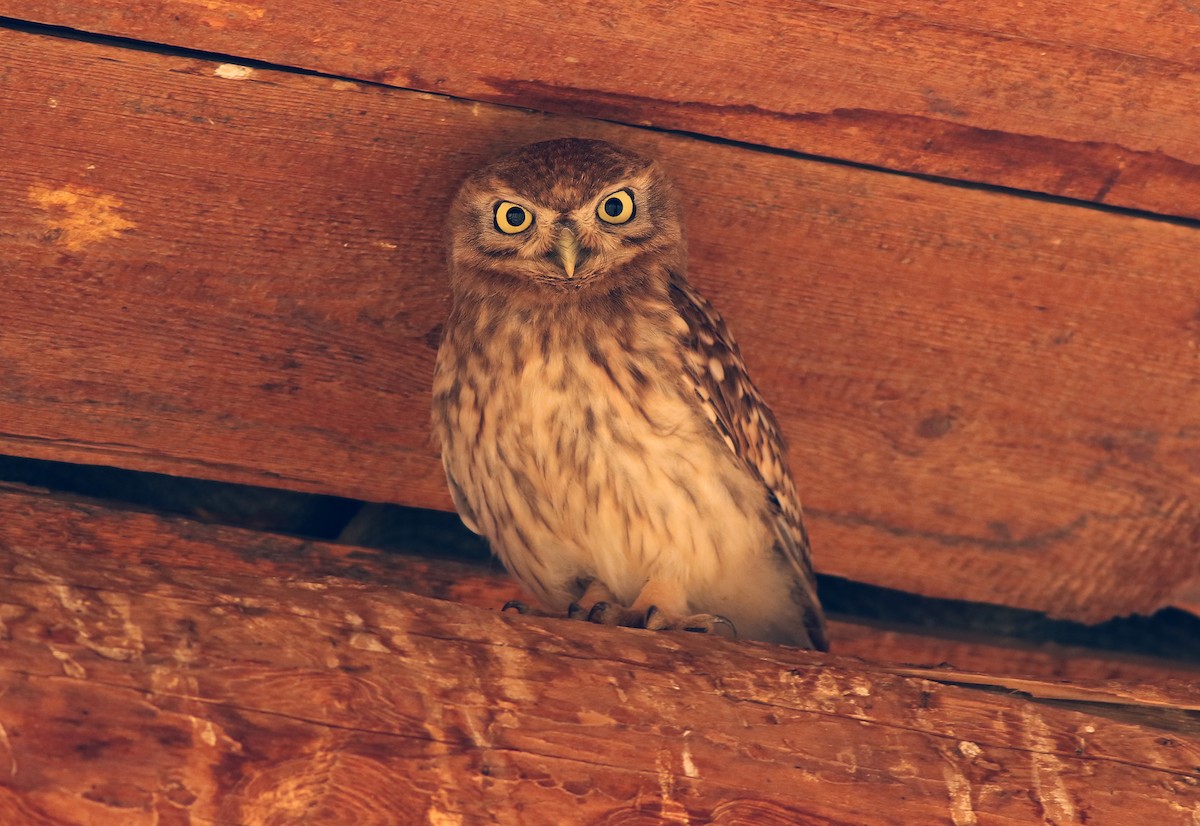 Little Owl - ML119136041