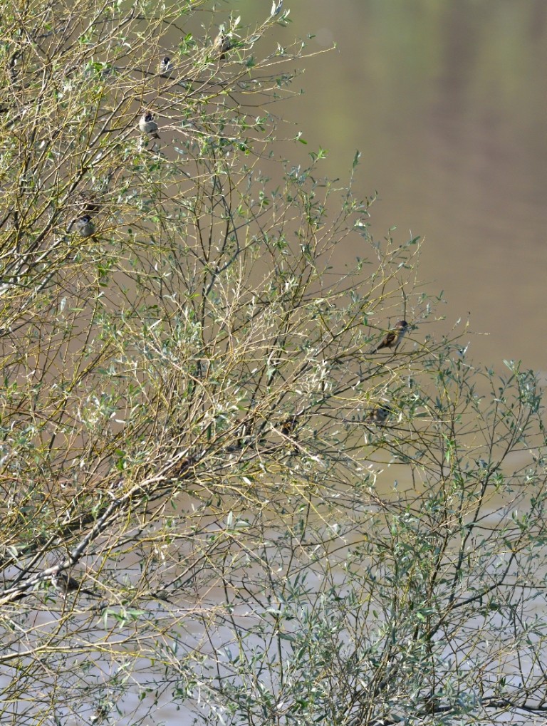 Eurasian Tree Sparrow - ML119136171