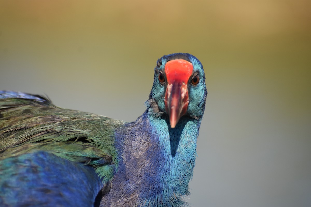 African Swamphen - Ky Clare