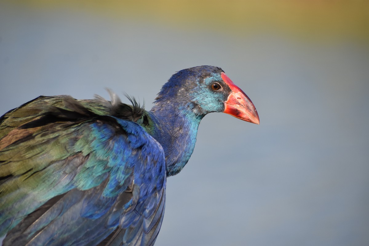 African Swamphen - Ky Clare