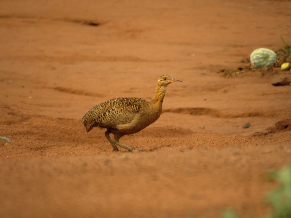 Red-winged Tinamou - Arthur Gomes