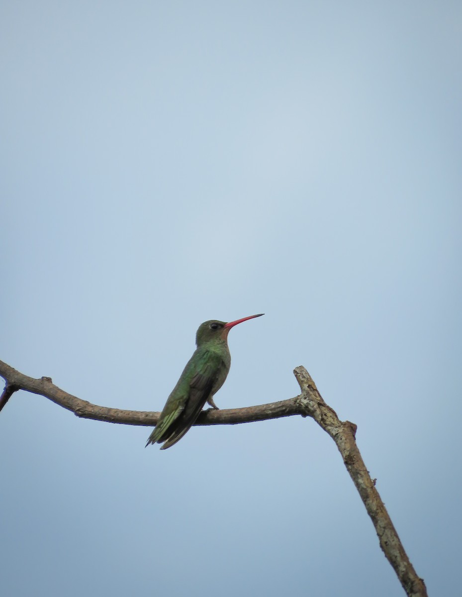 Gilded Hummingbird - Arthur Gomes