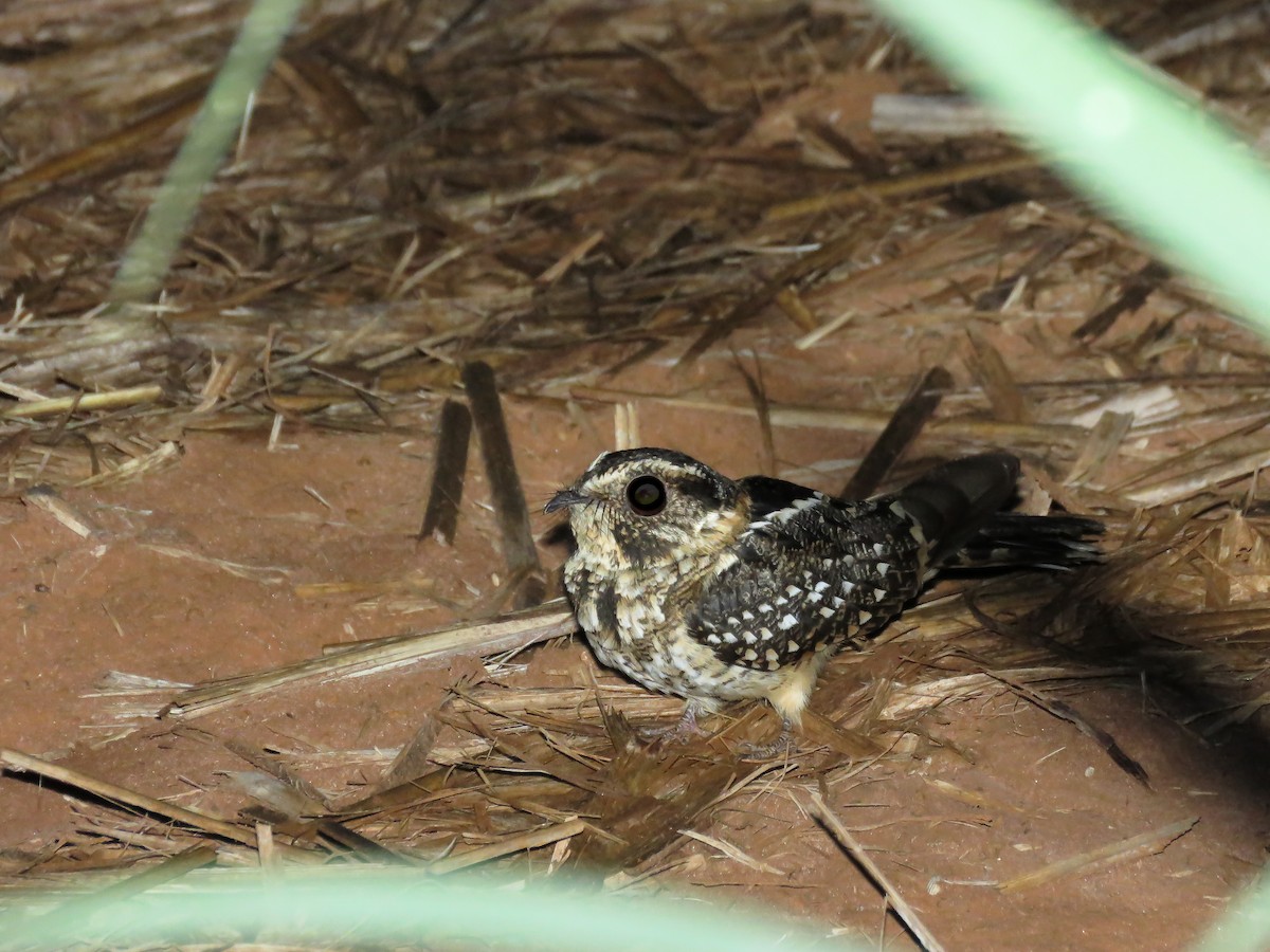 Spot-tailed Nightjar - Arthur Gomes
