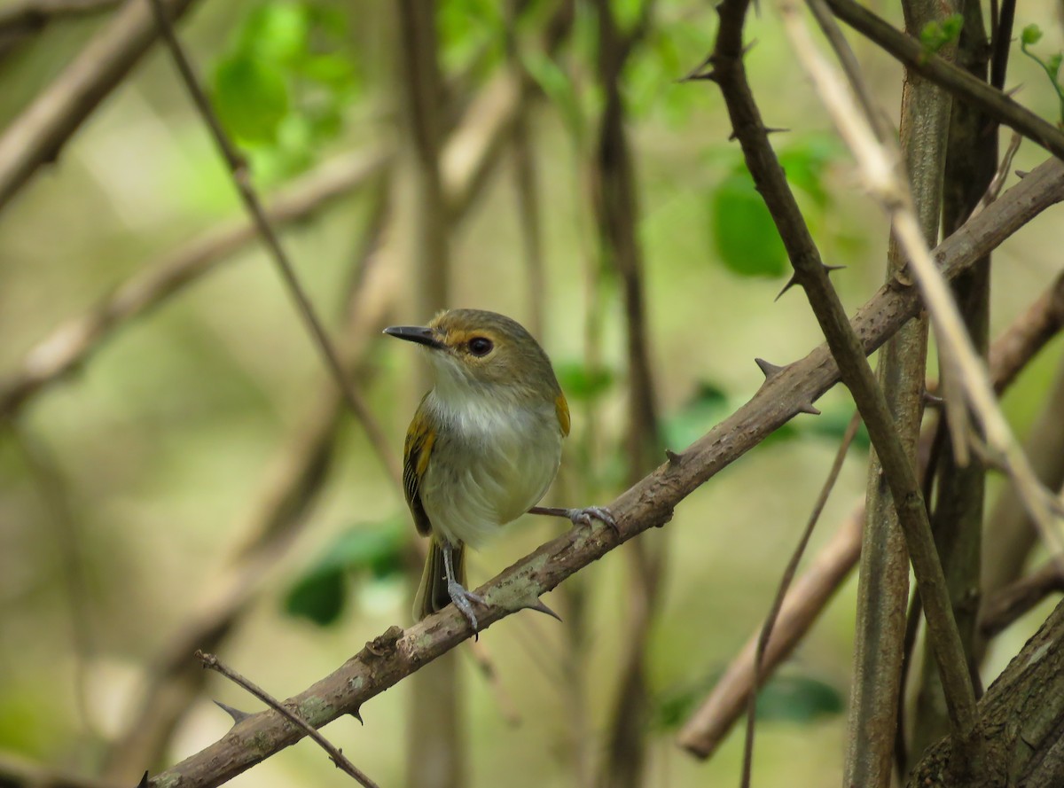 Rusty-fronted Tody-Flycatcher - Arthur Gomes