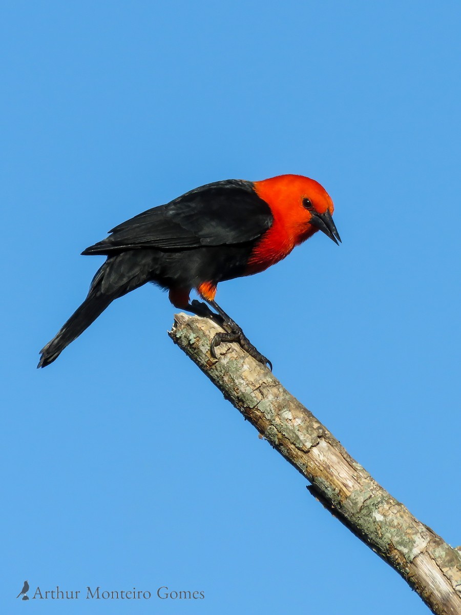 Scarlet-headed Blackbird - ML119140111