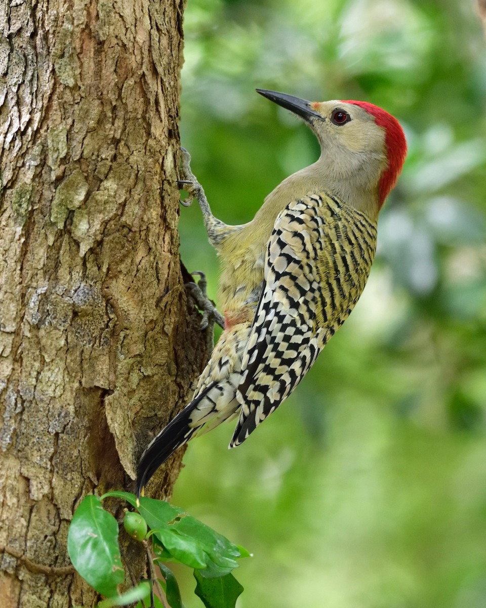 West Indian Woodpecker - Doug Gordon