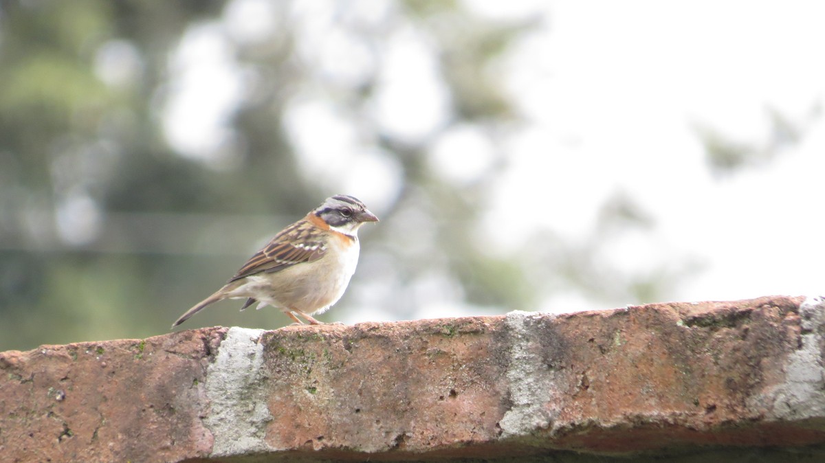 Rufous-collared Sparrow - ML119145681