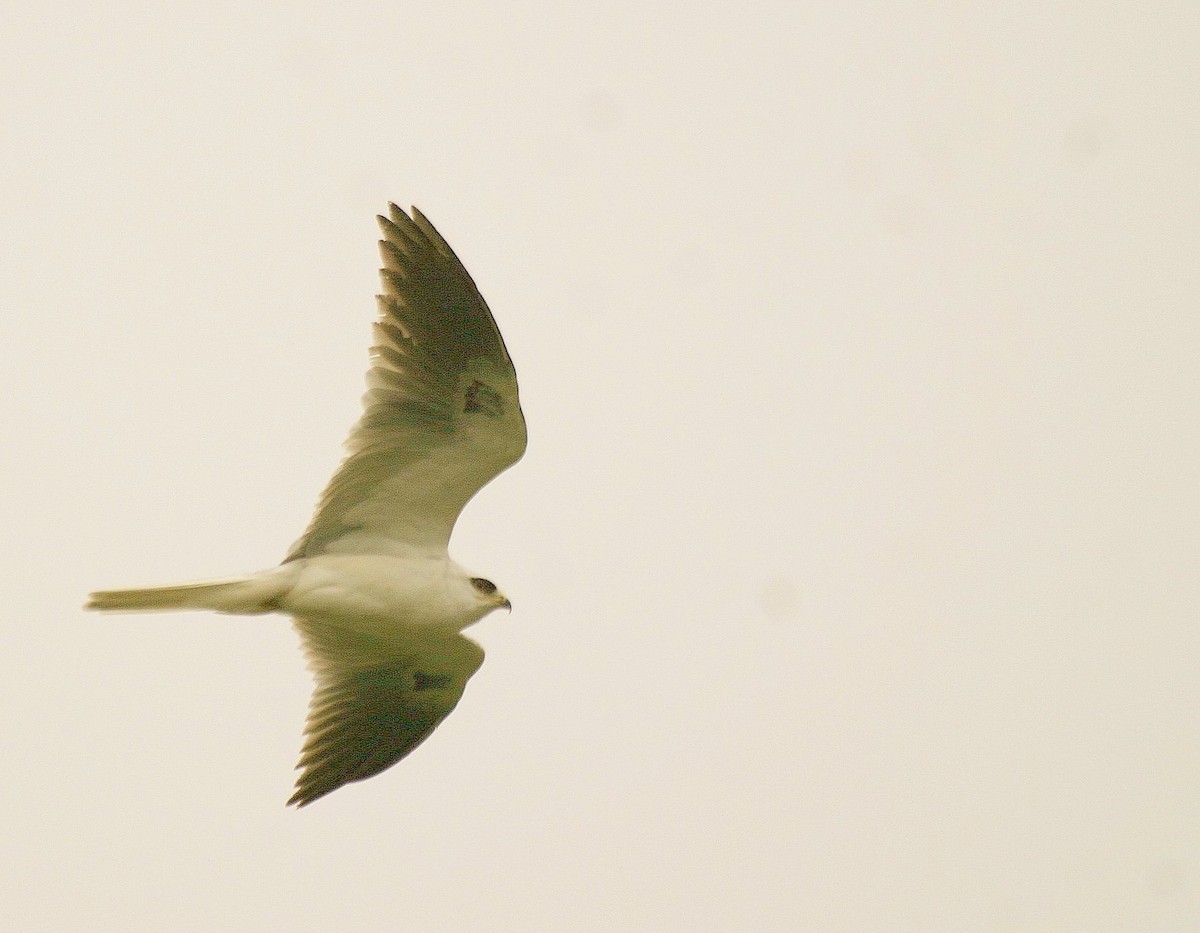 White-tailed Kite - Pierre Howard