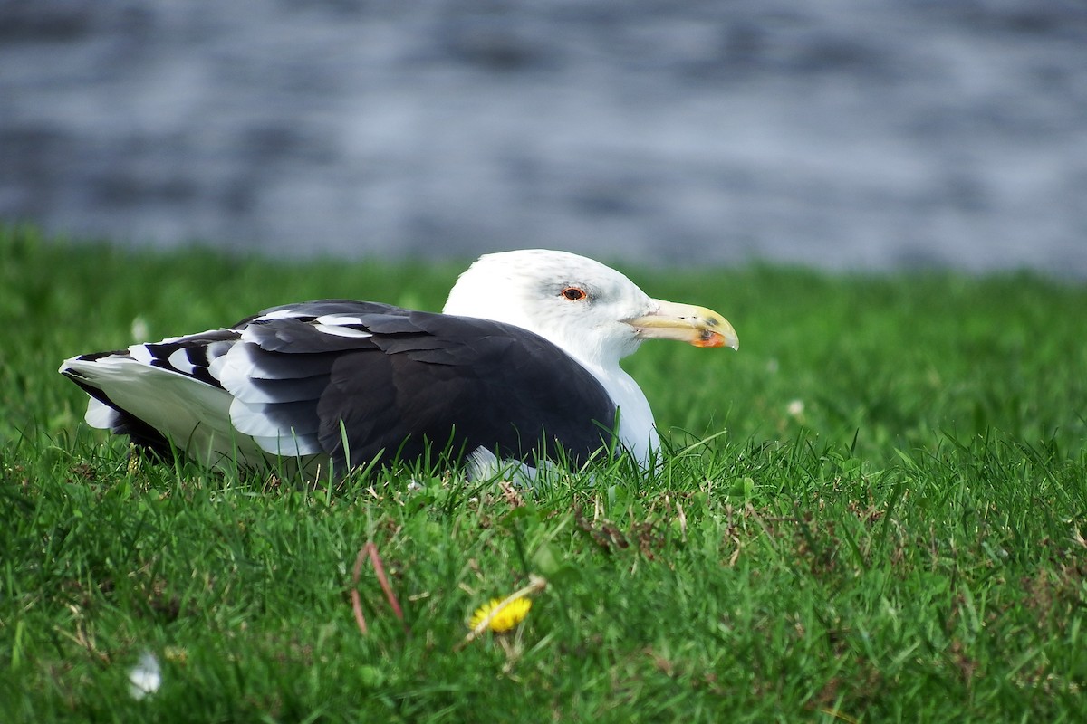 Great Black-backed Gull - Deirdre Robinson
