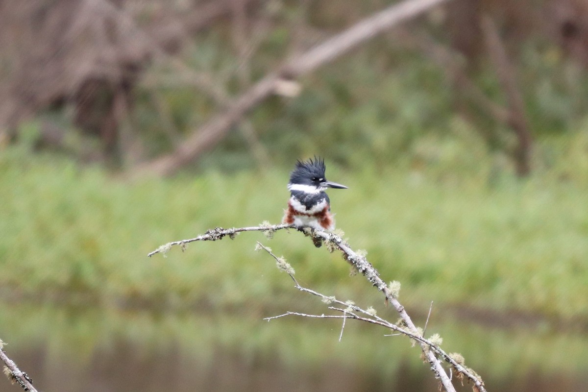 Belted Kingfisher - ML119147901